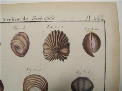 Antique Shell Print Lamarck Coquille Bivalve Engraving