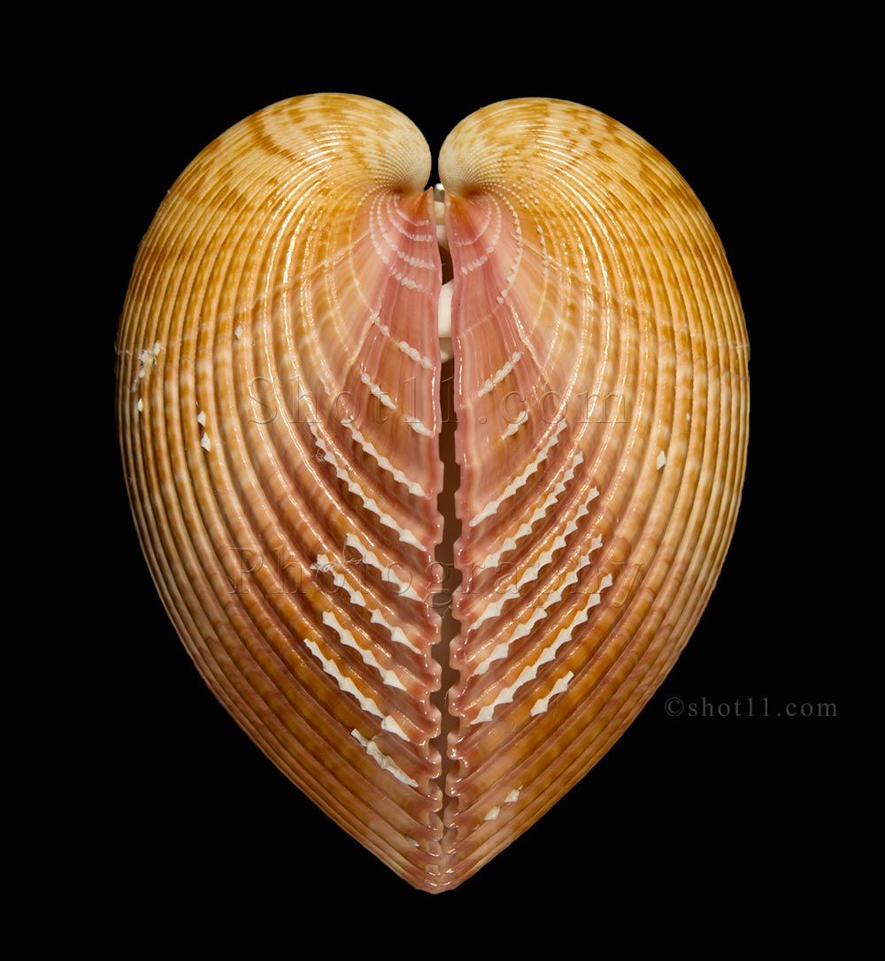 Cardium Pseudolima 90mm Precious Hard to Get Stunning Africa Seashell