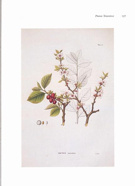 Set of 16 Joseph Prestele Botanical Prints American Trees