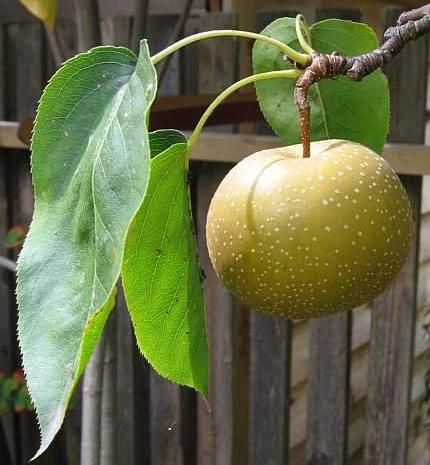 Asia Birne Nashi Pyrus pyrifolia veredelt Shinseiki