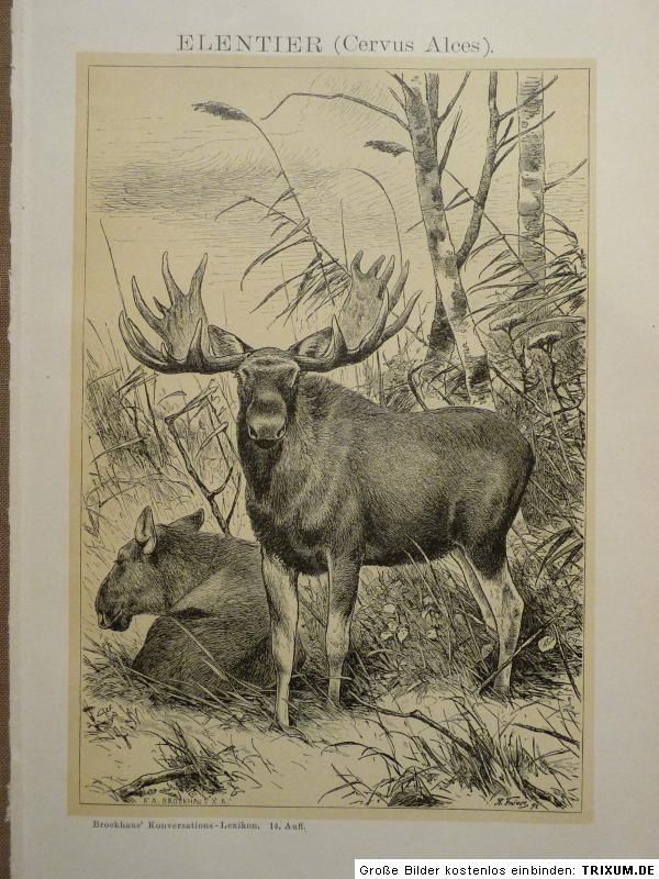 Elch, Elentier (Cervus Alces) nach Friese, Lithographie 1895