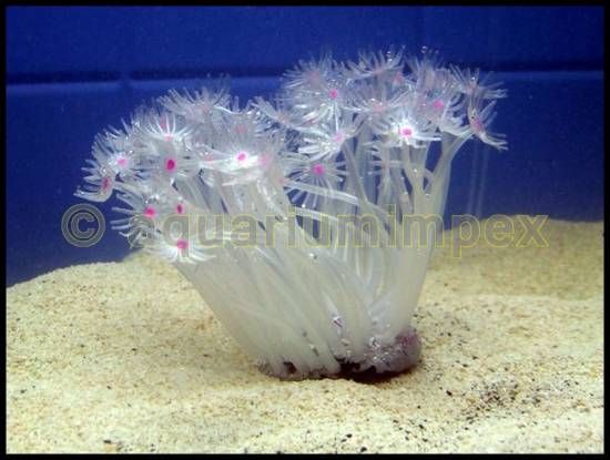 Aquarium Deko Dekoration mit Leuchteffekt Neon Koralle weiss T