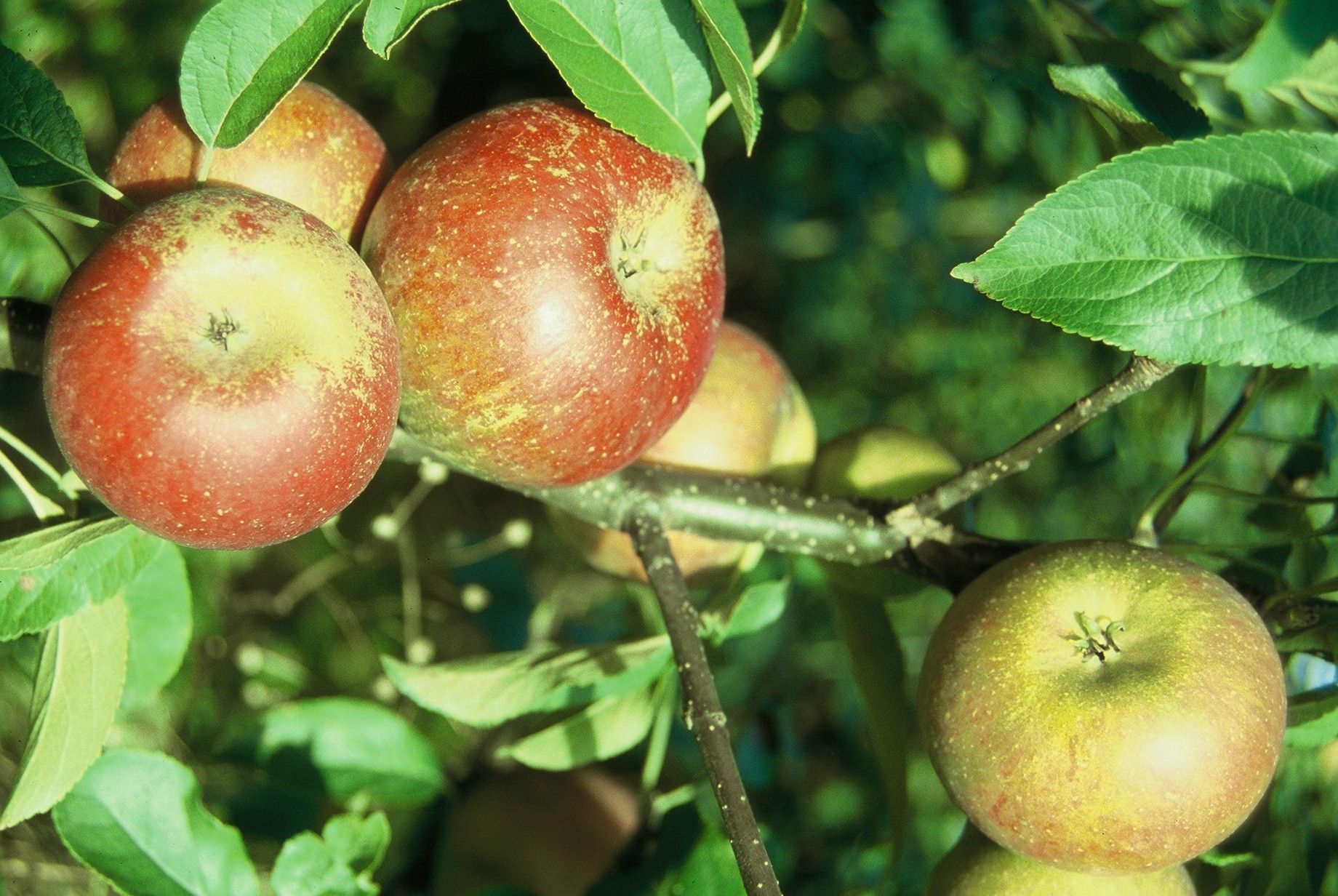 , Winter  Apfel, Apfelbaum, Busch ca. 120 150 cm im 10 L. Topf, M 26