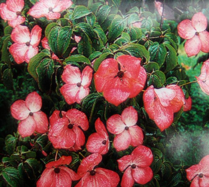 Cornus kousa Satomi, roter Blumenhartriegel, 160/180cm