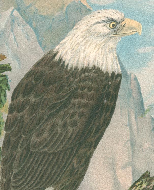 WEISSKÖPFIGER SEEADLER MÄNNCHEN VÖGEL VON NAUMANN 166**