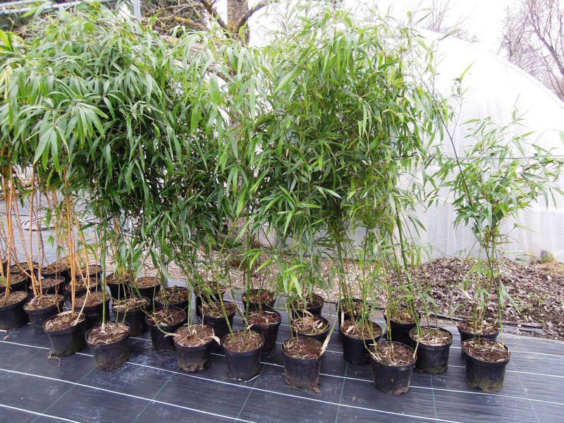 Der Phyllostachys vivax Huangwenzhu (so sein lateinischer Name) wird