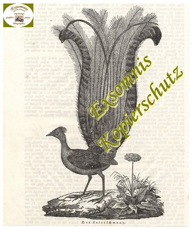 STICH 1838   DER LEIERSCHWANZ