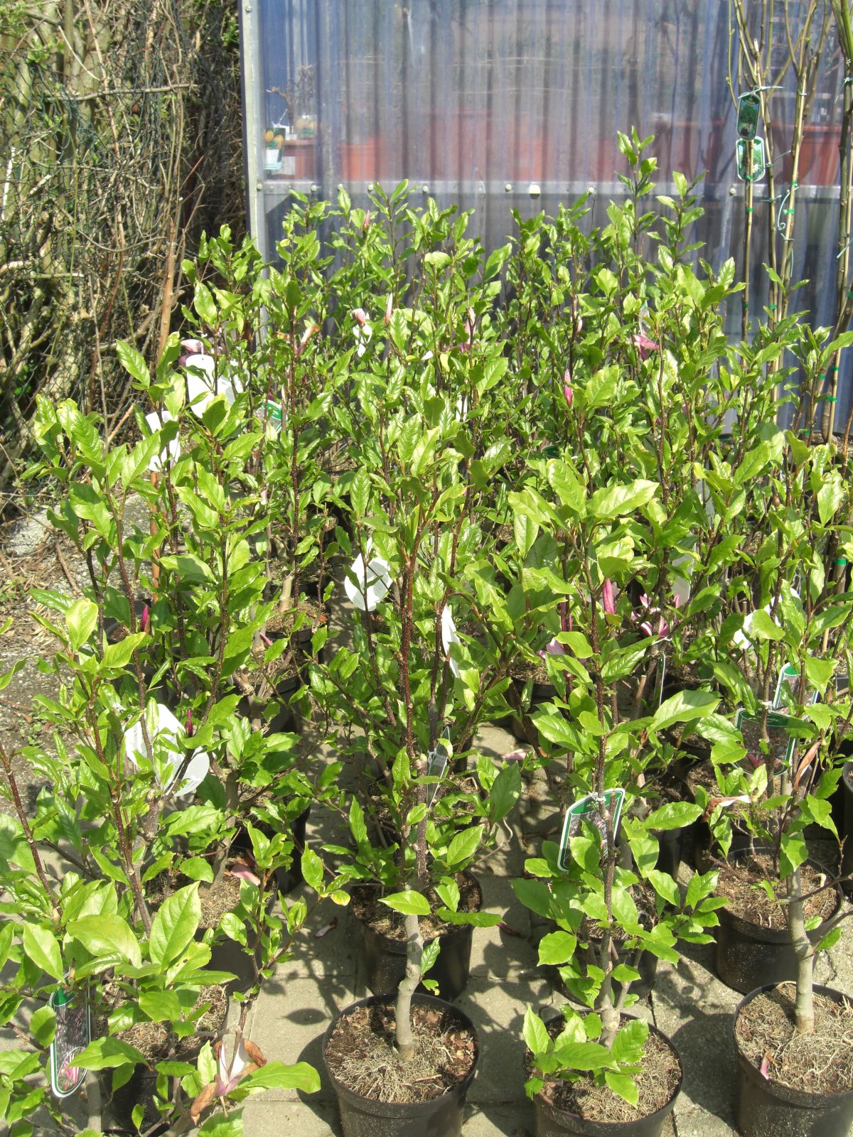 Ihre Purpur farbenen Blüten erscheinen bereits im April und blühen