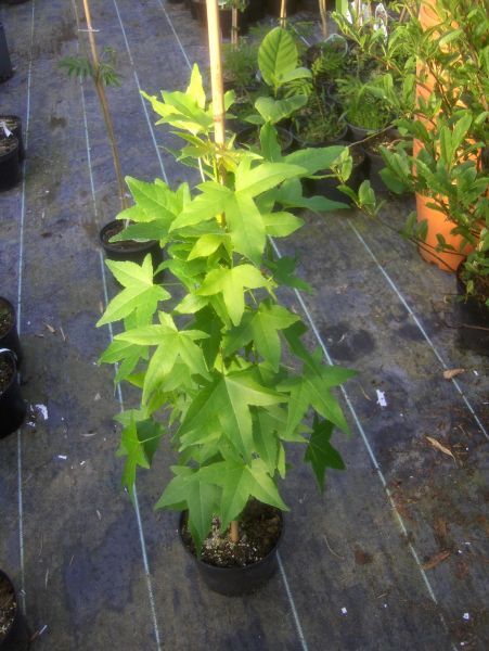 Liquidambar Slender Silhouette, Säulenamberbaum 140cm