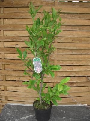 Magnolie Susan, Magnolia Tulpenbaum 120cm