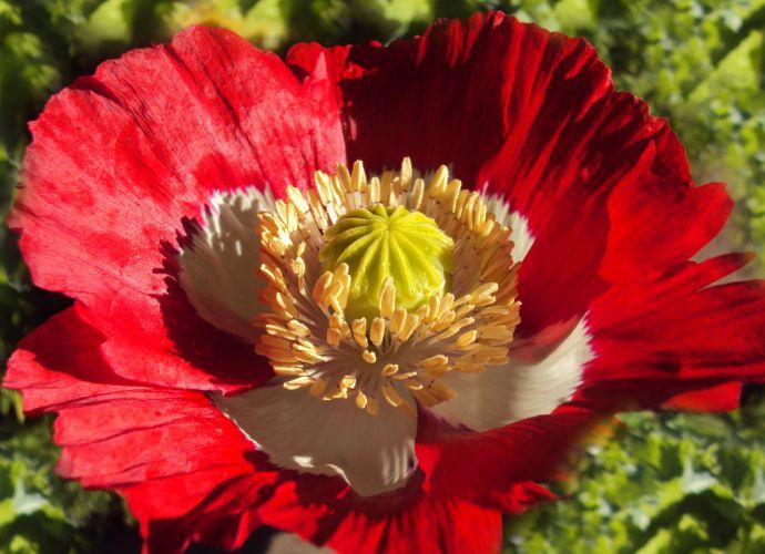 Papaver somniferum Flaggen Mohn, mehrjährig #426