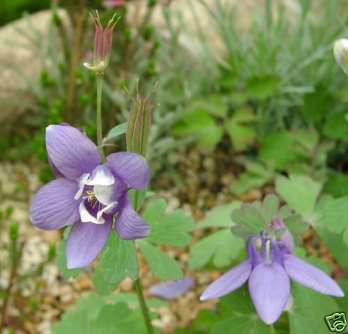 Elfenhandschuh Akelei Sortim. Aquilegia selt Mix