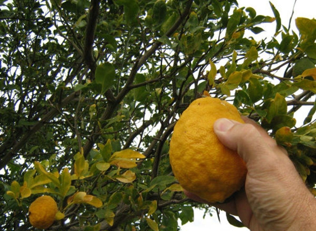 120 cm Poncirus trifoliata x C. paradisi Winterhart Orange Citrus