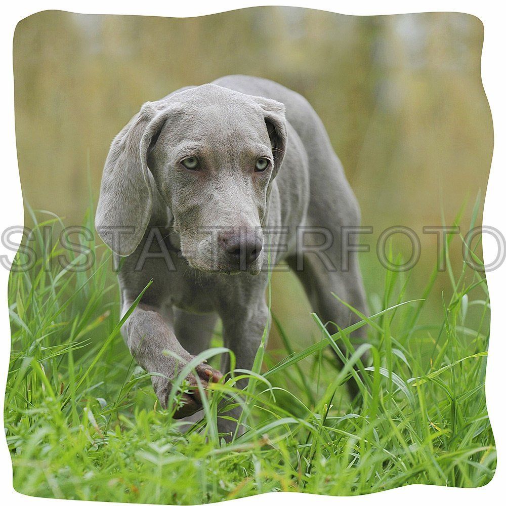 KISSEN KUSCHELKISSEN WEIMARANER 696