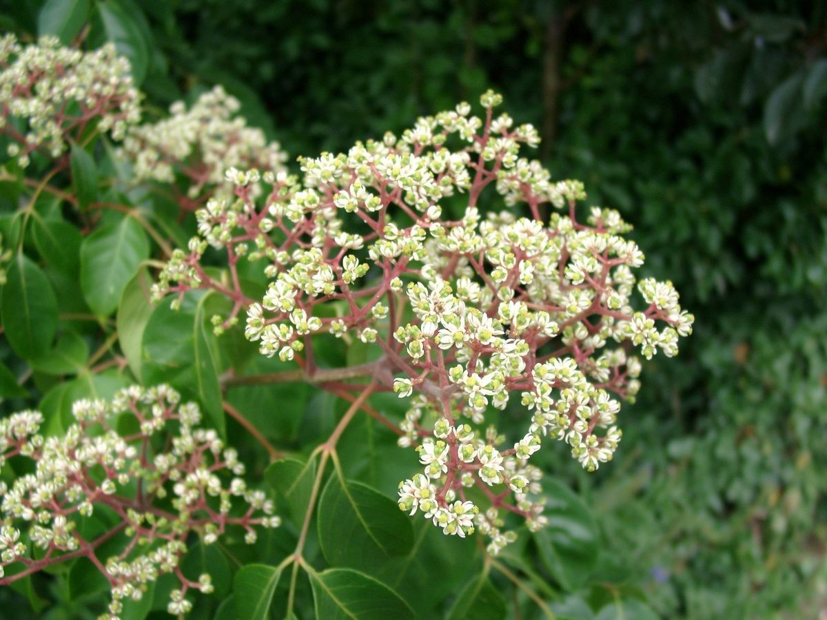 Bienenbaum Tausendbluetenstrauch Evodia hupehensis Honigbaum Pflanze