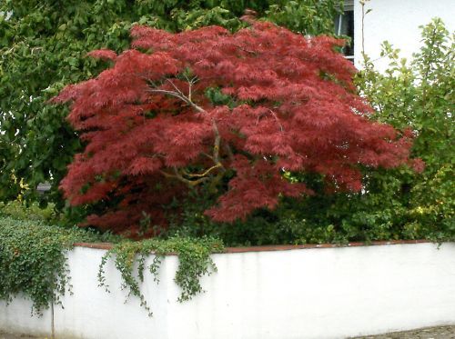 Acer palmatum Dissectum Garnet roter Schlitzahorn 60 70cm