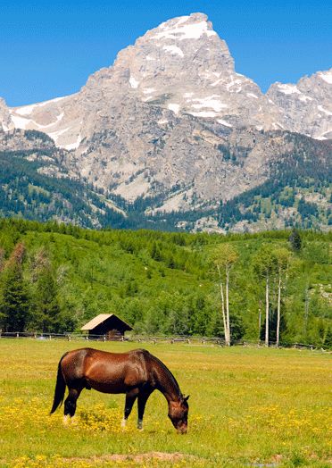 3D Postkarte Horse grazing, Teton Range, Wyoming , Pferd,Teton Range
